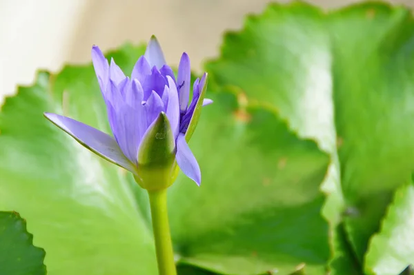 池塘里有绿叶的蓝色莲花 — 图库照片