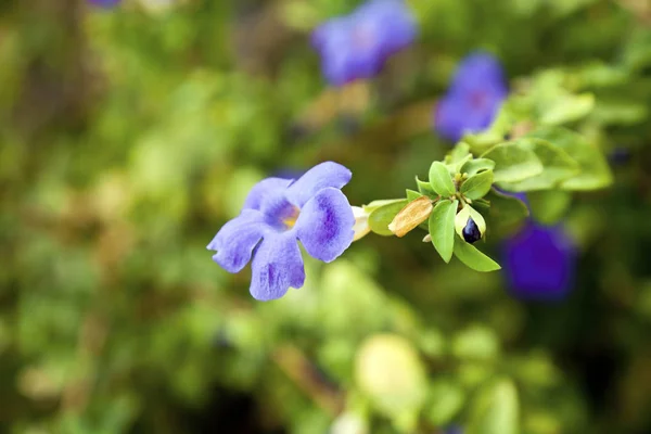 Vízszintes Befogása Fuvolázott Virág Mély Kék Lila Szirmok Lila Türelmetlen — Stock Fotó