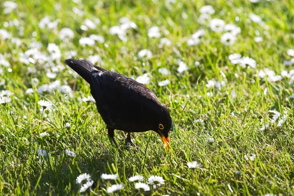 Мужчина Blackbird Ищет Пищу Кормления Птенцов Птенцов Весной Вечером — стоковое фото