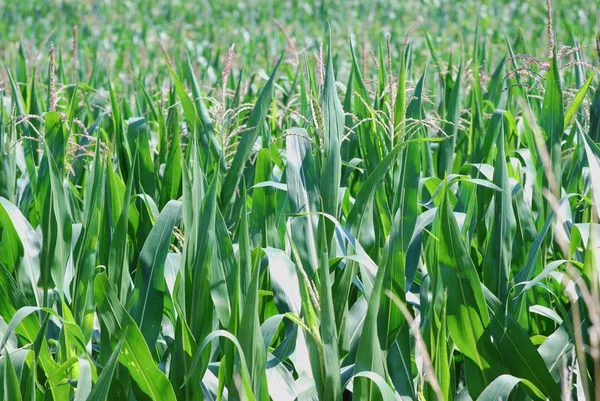 Landleben Selektiver Fokus — Stockfoto