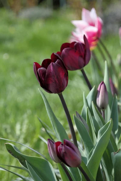 Malebný Pohled Krásný Tulipán Květiny — Stock fotografie