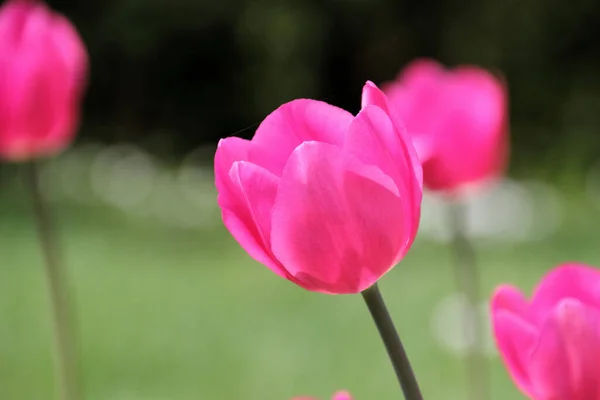 Beautiful Tulips Flowers Flora Spring — Stock Photo, Image