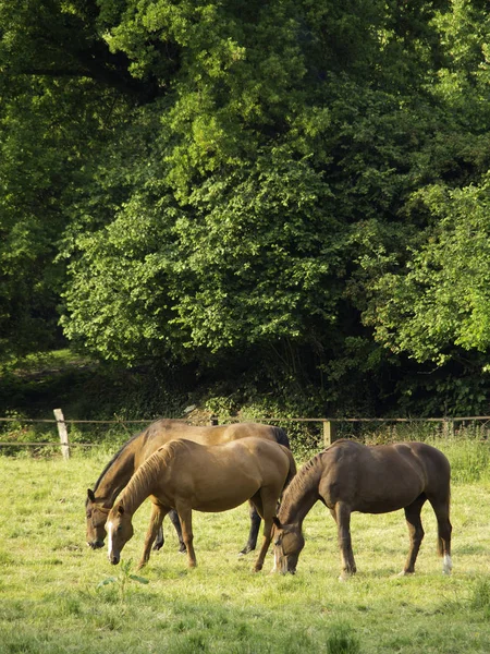 Zwierzę Hodowlane Czystorasowe Koń Wiejski — Zdjęcie stockowe