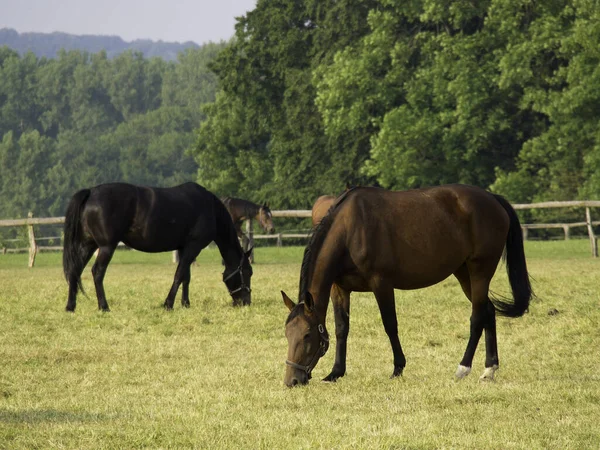 Fattoria Razza Animale Cavallo Campagna — Foto Stock