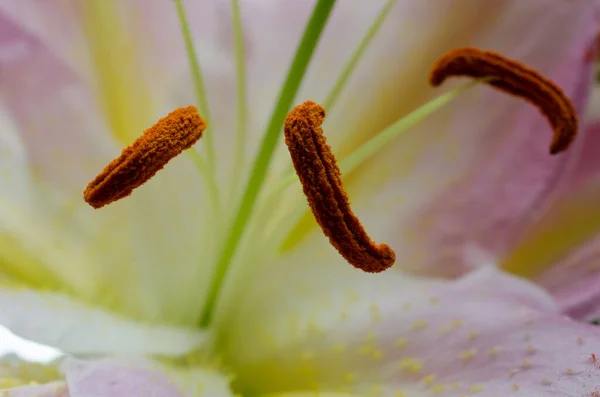 Flores Florecientes Hermosas Fondo Naturaleza — Foto de Stock