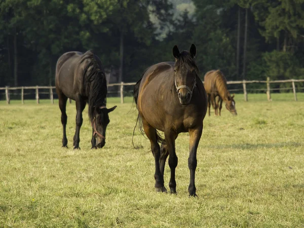 Cavalos Nas Montanhas Árvores — Fotografia de Stock