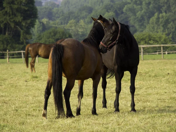 純血種の家畜田舎馬 — ストック写真