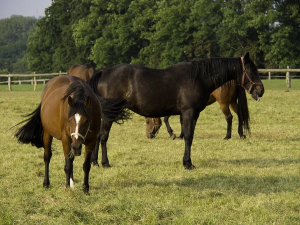 純血種の家畜田舎馬 — ストック写真