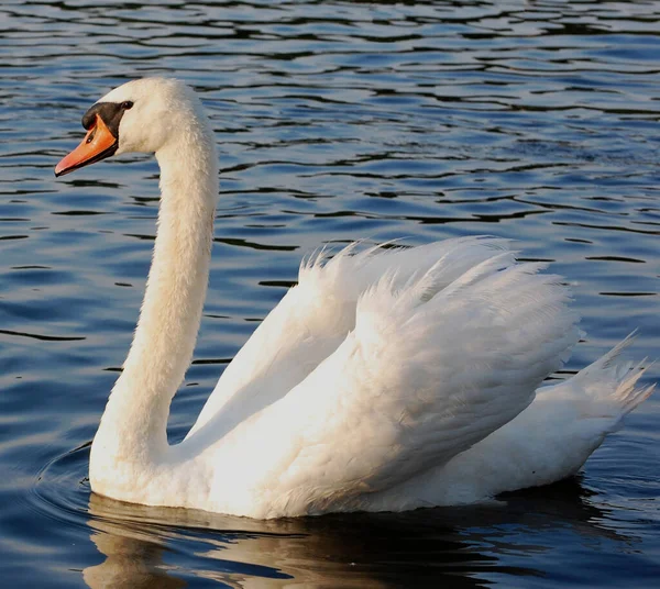 Néma Hattyú Tóban Naplementekor Balra Fordulva — Stock Fotó