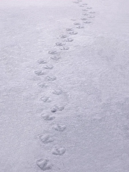 Goose Footprints Snow Close – stockfoto