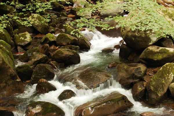 Smoky Mountains River Auf Felsen Big Creek Trail — Stockfoto