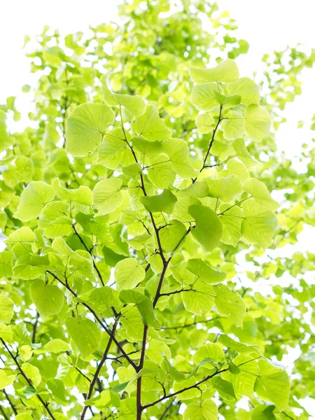 Свежие Зеленые Листья Европейского Осинового Дерева Яркому Небу — стоковое фото