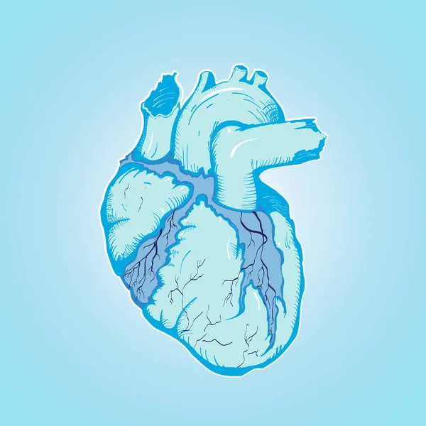 Coração Gelo Humano Azul Com Veias Ventrículos Zip Inclui 300 — Fotografia de Stock
