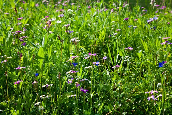 Wild Flower Meadow Spring — Stock Photo, Image