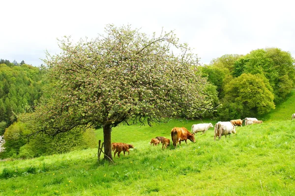 Macieira Florescente Uma Pastagem Gado — Fotografia de Stock