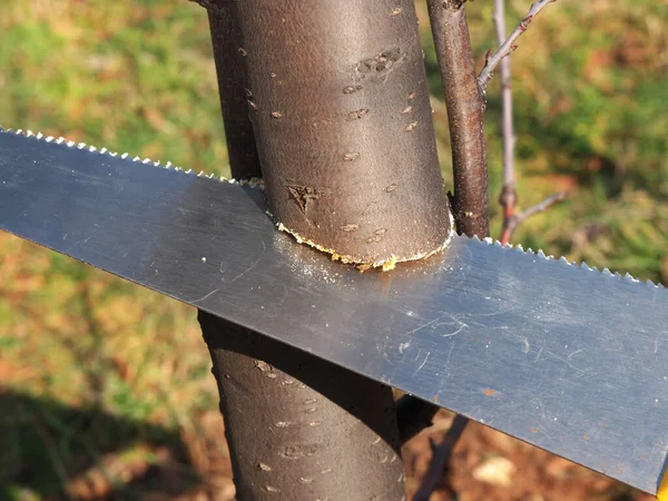 Cortar Rama Árbol Con Una Sierra — Foto de Stock