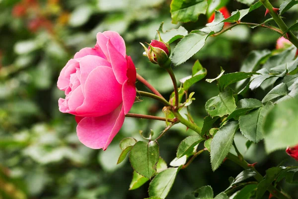 Różowa Róża Zbliżenie Kwiatu Krzewie Róży — Zdjęcie stockowe
