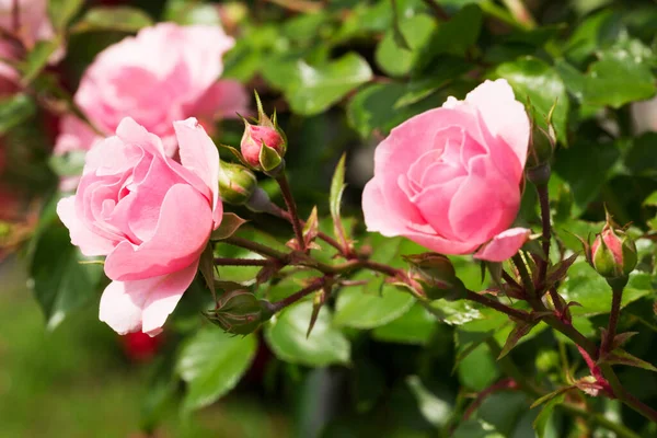 Розовая Роза Крупный План Цветка Розовом Кусте — стоковое фото