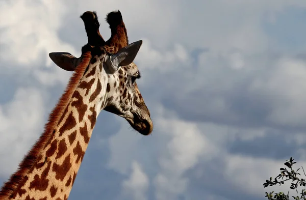 Высокий Жираф — стоковое фото