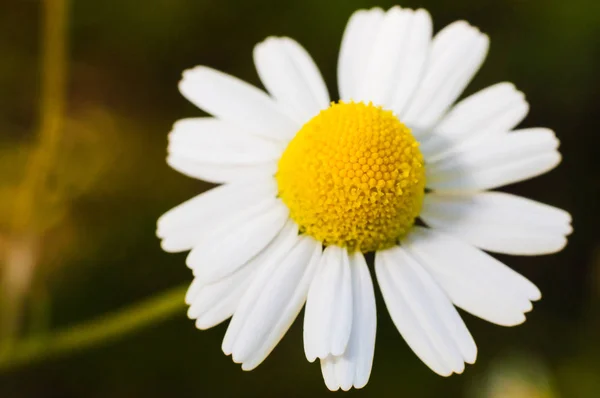 Daisy Full Bloom — Stock Photo, Image