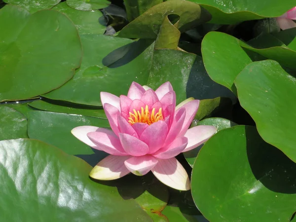 Rosa Seerose Nymphaea — Stockfoto