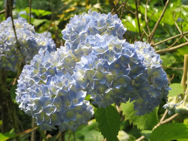 Mavi Çiftlik Ortancası Ortanca Macrophylla — Stok fotoğraf