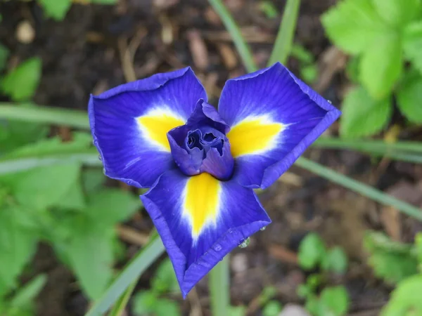 Iris Azul Iris Hollandica Diamante Azul —  Fotos de Stock
