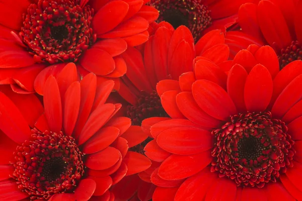 Gyönyörű Gerbera Virágok Háttérben — Stock Fotó