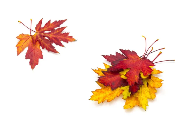 Кленовые Осенние Листья Изолированы Белом — стоковое фото