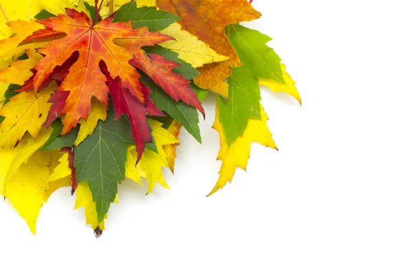 Autunno Stagione Fogliame Autunno Foglie Flora — Foto Stock