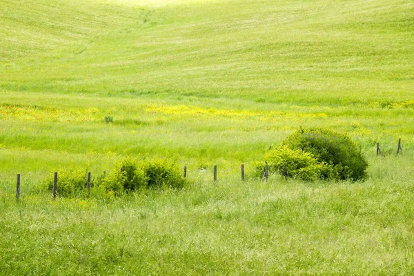 Maisfelder Landwirtschaftliche Plantagen — Stockfoto