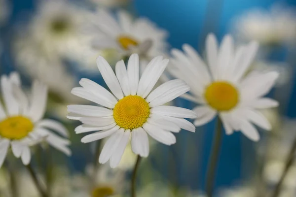 Daisies Filed Flowers Summer Flora — Stock Photo, Image