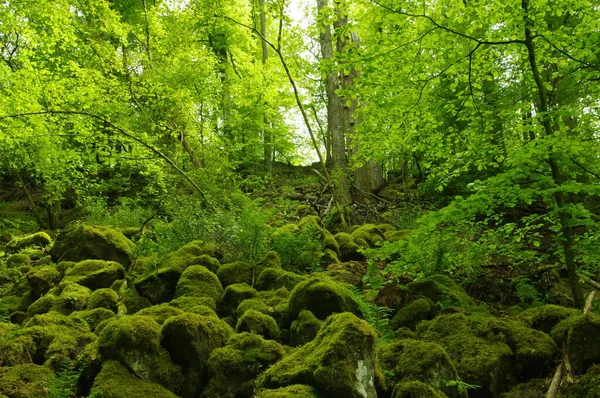 不是在新的热情或惊奇中 在Eifel国家公园里 我发现了这样的风景 — 图库照片