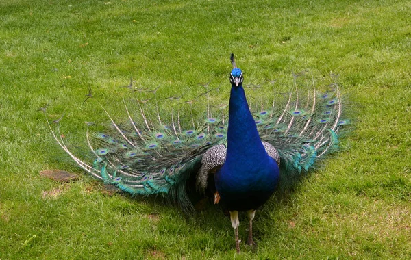 Pavo Real Animal Plumas Hermosas — Foto de Stock