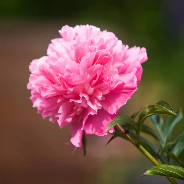夏の庭で美しいピンクの牡丹のクローズアップ — ストック写真