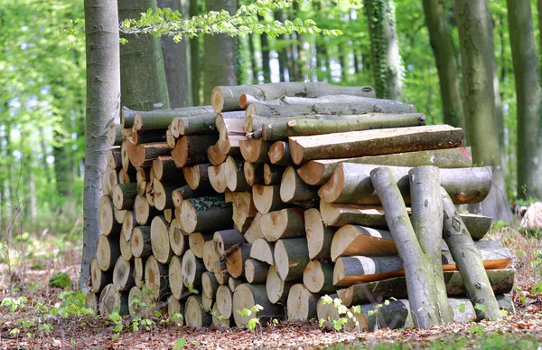 Pile Bois Feu Dans Forêt — Photo