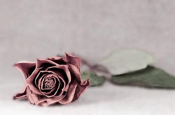 Verblasste Rose Auf Verschwommenem Hintergrund — Stockfoto