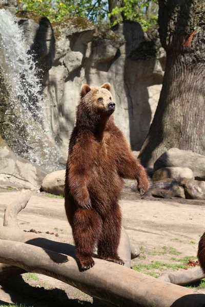 Niedźwiedź Się Podnieca Jest Głodny — Zdjęcie stockowe