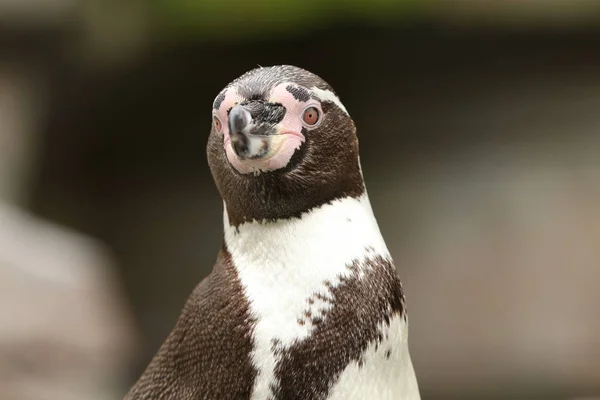 Portret Van Een Pinguïn — Stockfoto