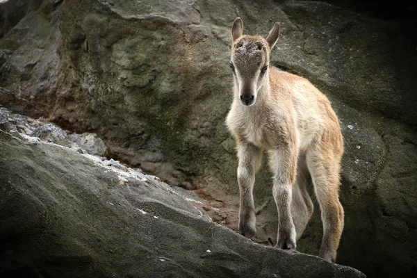 Genç Keçi Yavrusu Bir Kaya Duvarında Duruyor — Stok fotoğraf