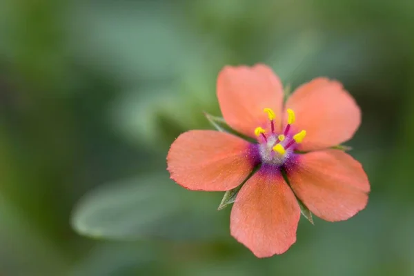 Acker Gauchheil Anagallis Arvensis — Φωτογραφία Αρχείου