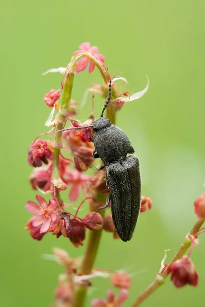 Velvet Fast Beetle Agriotes Pilosellus — Photo