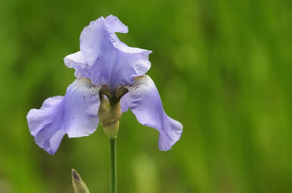 Irissen Bloemen Plant Flora — Stockfoto
