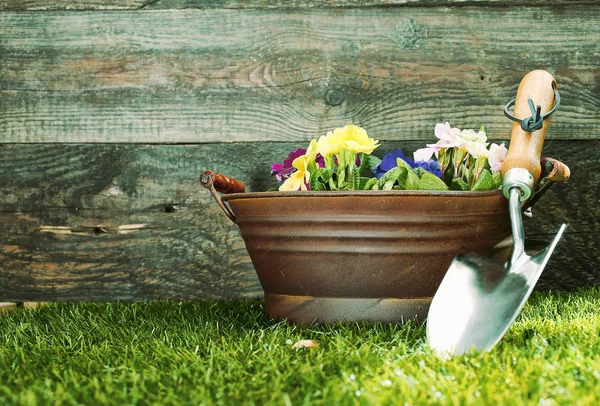 Small Silver Metal Garden Trowel Propped Tub Filled Colourful Flowers Royalty Free Stock Photos