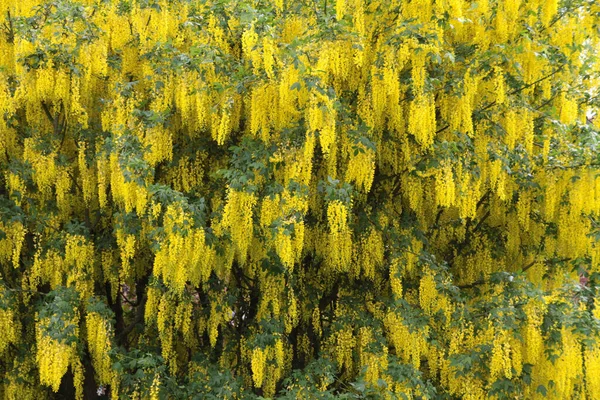 Laburnum Strom Květinami Flóra Přírodě — Stock fotografie