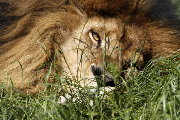 捕食動物ライオンネコ捕食者 — ストック写真