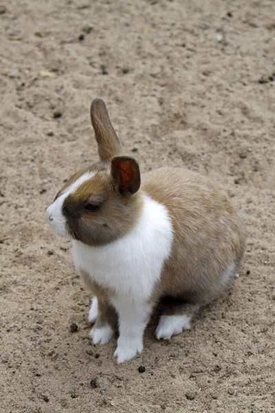 Animales Diferentes Enfoque Selectivo — Foto de Stock