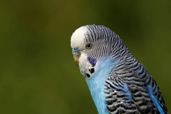 Γραφική Θέα Του Όμορφου Παπαγάλου Πουλί Στη Φύση — Φωτογραφία Αρχείου