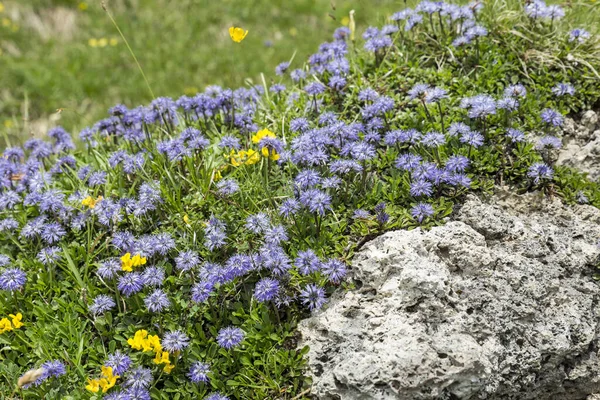 Λουλούδι Σχήμα Καρδιάς Globularia Cordifolia Στις Άλπεις — Φωτογραφία Αρχείου