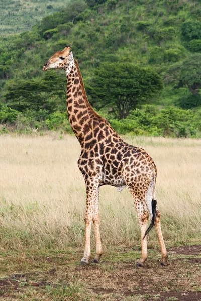 Groot Giraf Afrikaans Dier — Stockfoto